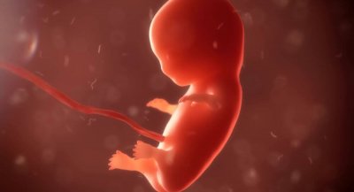 РПЦ выступила «за» утверждение прав эмбрионов
