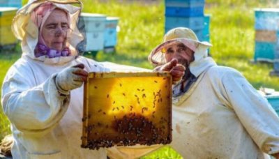 Пчелы гибнут пасеками. Следствие заводит уголовные дела