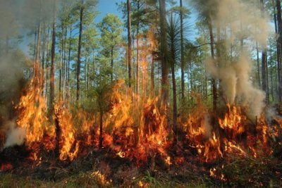 В Сибири объявлен режим чрезвычайной ситуации из-за лесных пожаров.