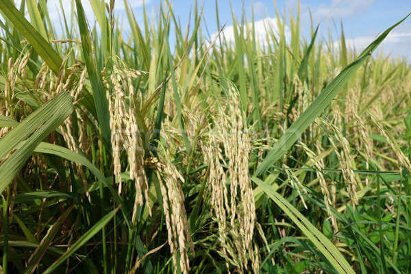 Скоро Украина станет экспортером риса в Азию
