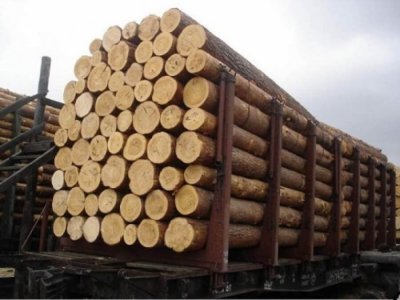 Запрет экспорта леса в Китай