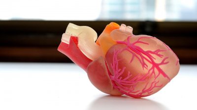 Впервые на 3D-принтере было напечатано человеческое сердце