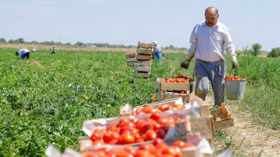 В Кубани выделено 50 млн. рублей на гранты фермерам