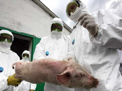 Из-за африканской эпидемии Россия может остаться без свинины