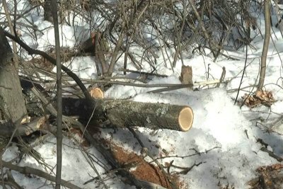 Михаил Мишустин намерен бороться с незаконной вырубкой леса на территории страны