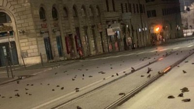 В Италии на Новый год пошел «дождь» из мертвых птиц