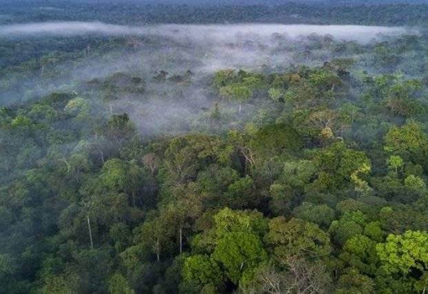 Леса в Амазонии выставлены на продажу в Facebook