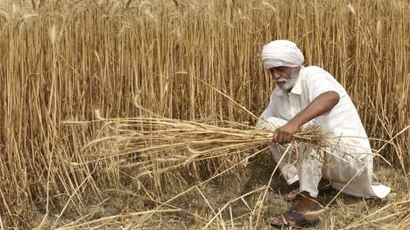 Индия запретила экспортировать пшеницу