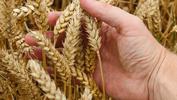ООН планирует разрешить вывоз зерна из Украины