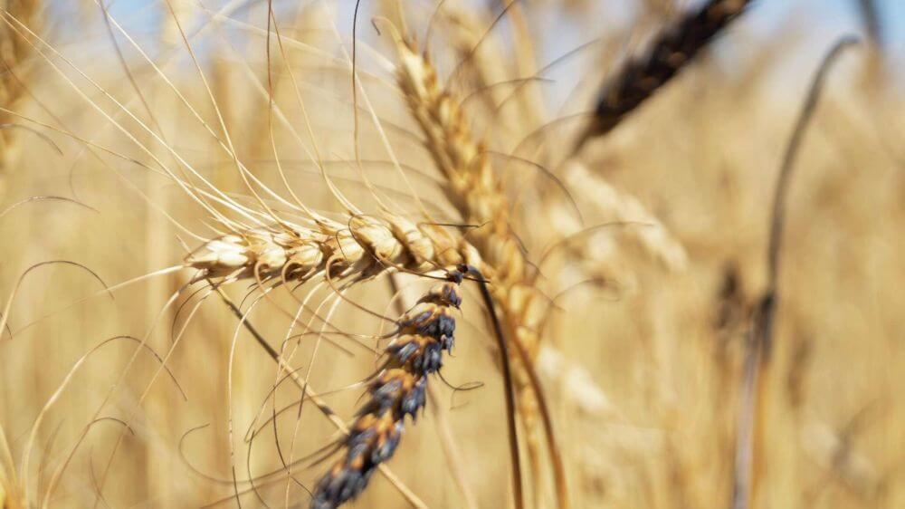 Турция создаст координационный центр по вывозу зерна