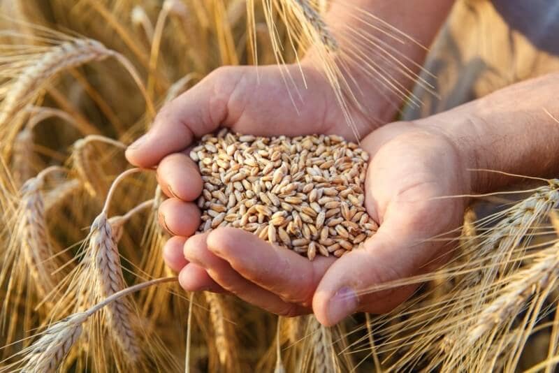 Зерновой кризис практически решен