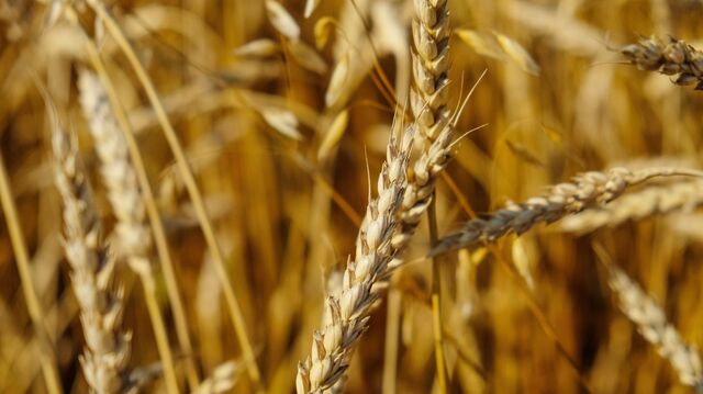 Беларусь вводит запрет на экспорт зерновых