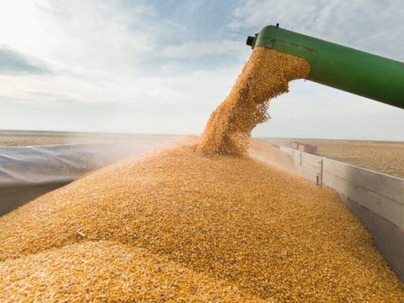 Венгрия, Польша и Словакия запретили поставки украинского зерна