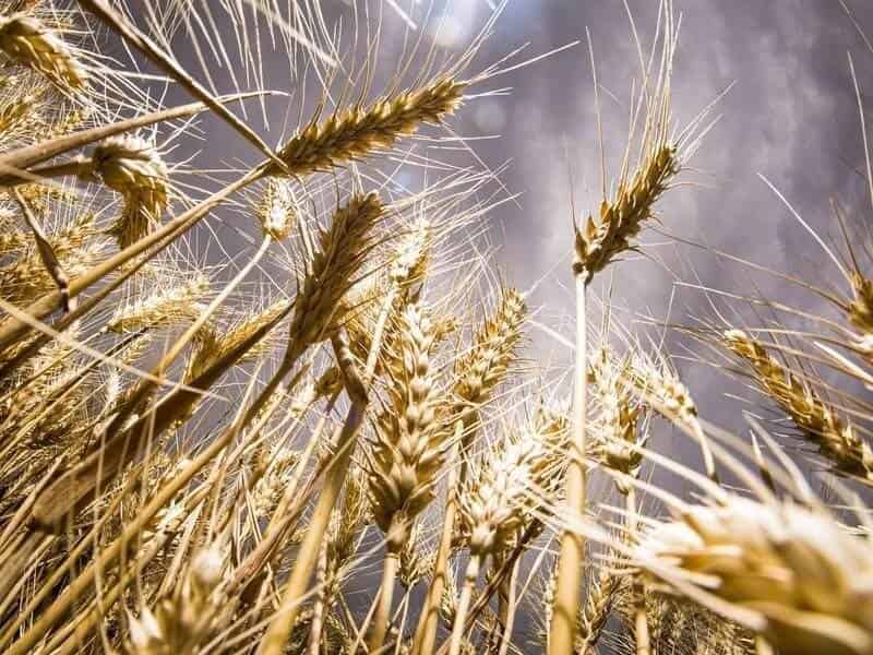 С мая пошлина на импорт пшеницы, ячменя и кукурузы в Турции составит 130%